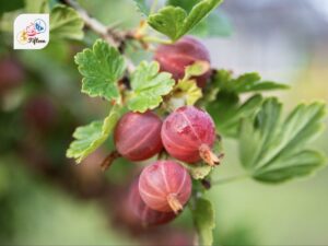 Gooseberry