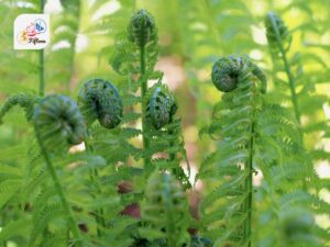 Fiddlehead