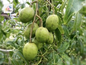 Hog Plum