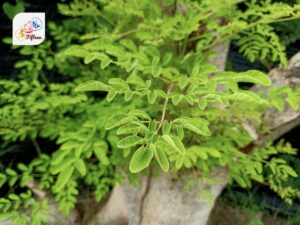 Moringa Leave