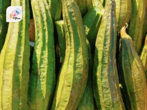 Ridge Gourd