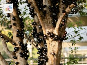 Jaboticaba