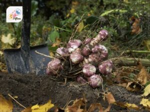 Jerusalem Artichoke