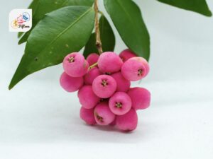 Lilly Pilly Berries