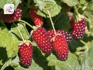 Loganberries