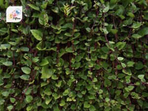 Malabar Spinach