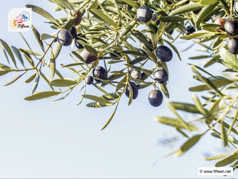 Mediterranean Fruits