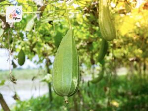 Chinese Okra