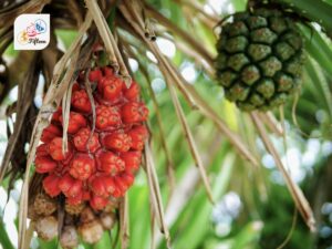 Pandanus Fruit