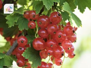 Pink Currant