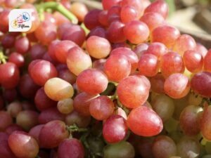 Pink Grapes