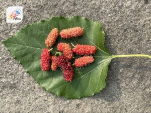 Pink Mulberry