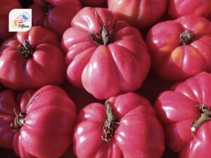 Pink Tomato