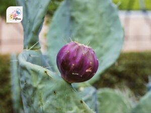 Prickly Pear