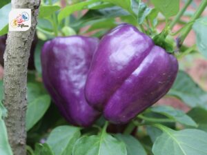 Purple Bell Pepper