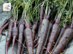 Purple Carrot