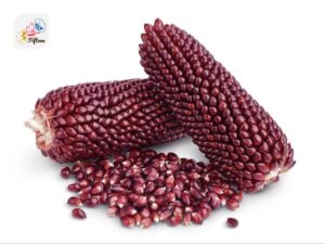 Purple Corn