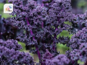 Purple Kale