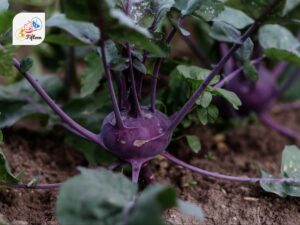 Purple Kohlrabi