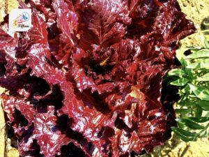 Purple Lettuce