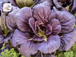 Purple Mustard Greens