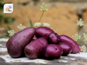 Purple Potato