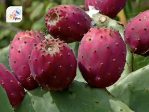 Prickly Pear