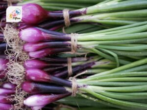 Purple Scallion