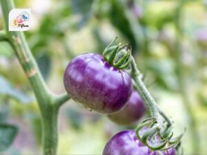 Purple Tomato