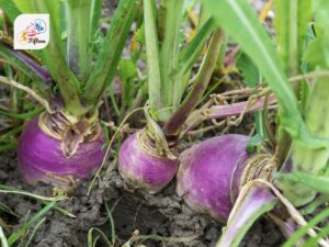 Purple Turnip