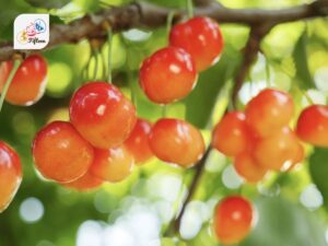 Rainier Cherries