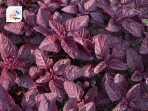 Red Amaranth