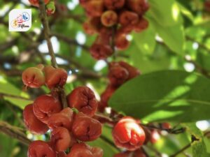 Rose Apple