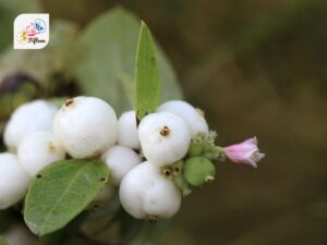 Snowberry