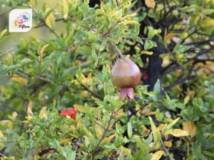 Pomegranate