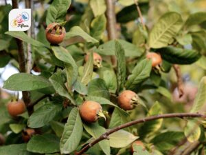 Wild Medlar