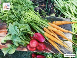 Spring Vegetables