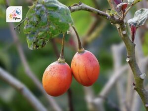 Tamarillo