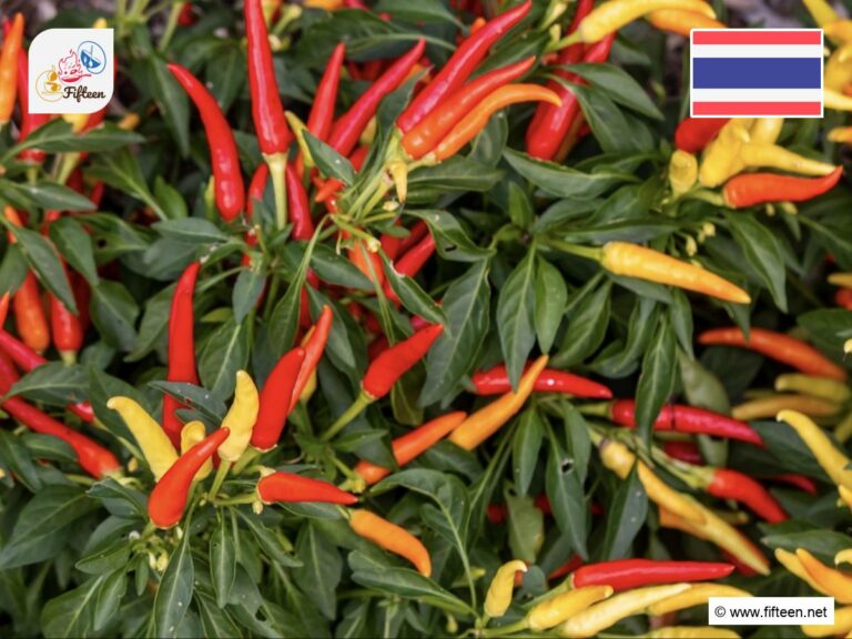 Thai Chilies