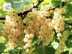 White Currant