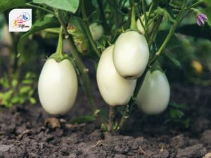 White Eggplant