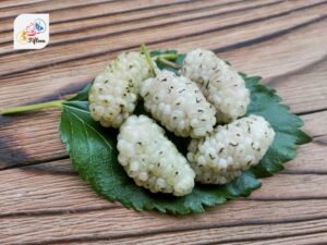 White Mulberry