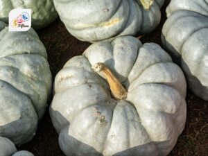 White Pumpkin