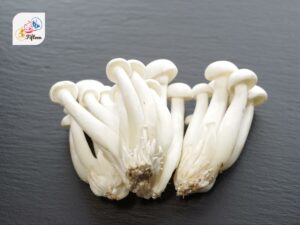 White Shimeji Mushroom