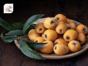 Loquat